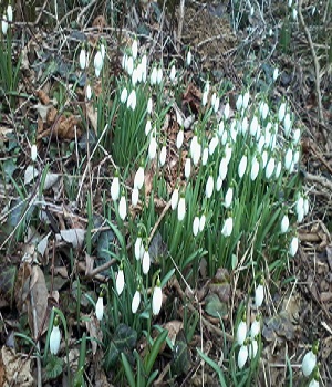 Gartenpflege Duschak